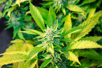 Cannabis Gorilla Grow