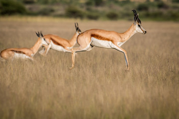 Springboks pronking in the Central Kalahari.