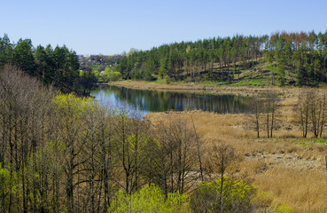Pine forest on the mountain and swamp