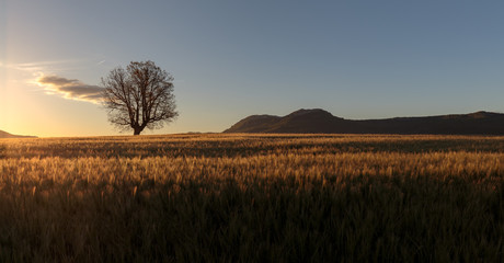 Fototapeta premium Green barley field ans a lonely oak at sunrise