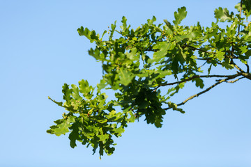 Oak leaves blue background