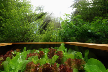 frisch mit Salat bepflanztes Hochbeet in der Abensonne