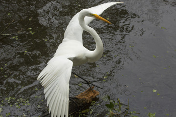 Great egret spreading its wings on a log, Florida everglades.