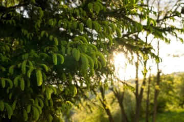 Tree needles in the sun. Slovakia