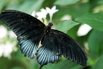 Schmetterling
