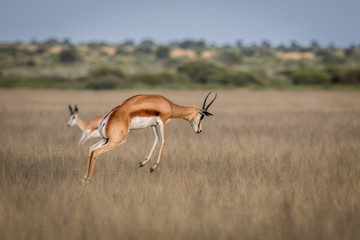 Springbok pronking in the Central Kalahari.
