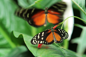 Schmetterling