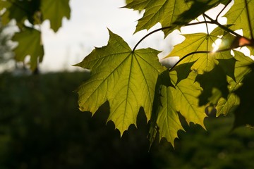 Leaves of the green maple tree during sunset. Slovakia