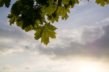 Leaves of the green maple tree during sunset. Slovakia