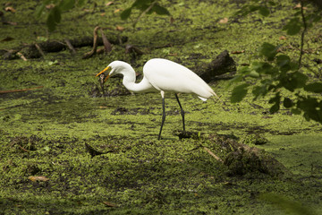 Great egret standing with a fish in its bill, Florida.