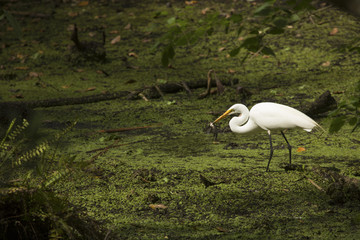 Great egret standing with a fish in its bill, Florida.