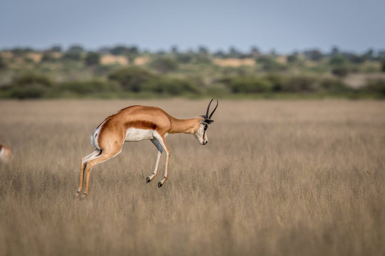 Springbok pronking in the Central Kalahari.