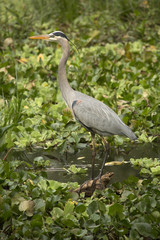 Great blue heron, Ardea   herodias, standing majestically on a log in the water at Corkscrew Swamp in the Florida everglades.