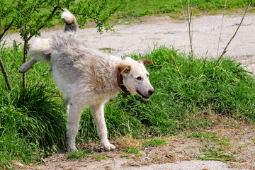 Fototapeta premium A beautiful dog outdoors in a park