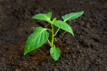 Young pepper seedling in a greenhouse