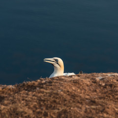 Wild migrating gannets in island Helgoland at sunset, Germany