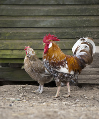 Rooster and hens