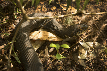 Banded water snake in the underbrush of Florida's everglades.