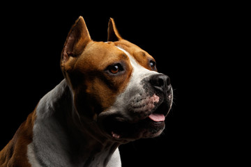 Close-up portrait of dog american staffordshire terrier breed with cutting ears looks alert on isolated black background, profile view