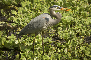 Fototapeta premium Great blue heron standing in water lettuce at Corkscrew Swamp.