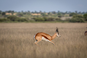 Springbok pronking in the Central Kalahari.