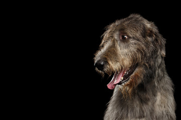 Portrait of Irish Wolfhound Dog Looking at side on Isolated Black Background, profile view