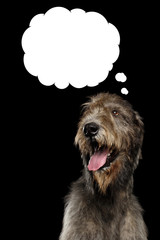 Portrait of Happy Irish Wolfhound Dog Looking up on think Cloud Isolated Black Background