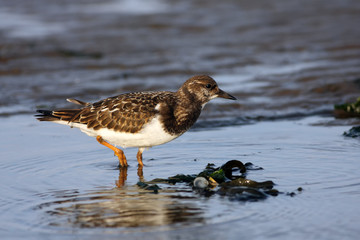 The ruddy turnstone (Arenaria interpres) in a shallow lagoon
