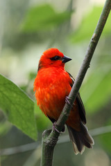 The red fody (Foudia madagascariensis) seated on the branch