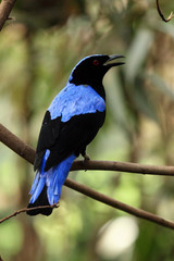 The Asian fairy-bluebird (Irena puella) sitting on the branch