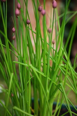 Schnittlauch im Garten