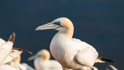 Wild migrating gannets in island Helgoland at sunset, Germany