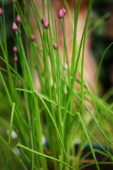 Frischer Schnittlauch