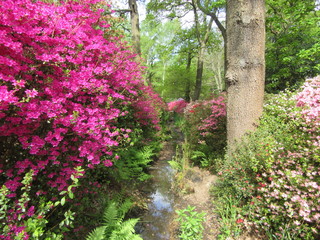 Spring in Richmond Park