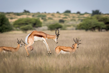 Springbok pronking in the Central Kalahari.