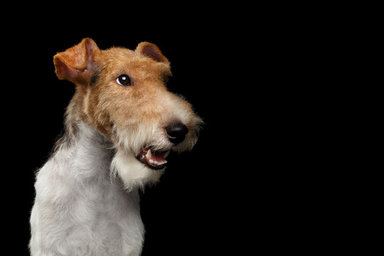Portrait of Fox Terrier Dog Looking at side on Isolated Black Background, profile view