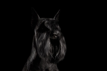 Portrait of Miniature Schnauzer Dog on Isolated Black Background, Profile view with Groomed fur on face