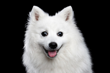 Portrait of White Japanese Spitz,Funny emotions Dog with Curious face on Isolated Black Background, front view