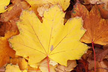 Naklejka na ściany i meble Autumn leaf leaves.