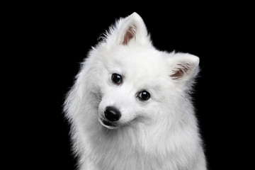 Portrait of White Japanese Spitz,Funny emotions Dog with Curious face on Isolated Black Background,...