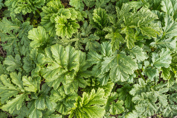 Young foliage of Heracleum mantegazzianum, green plant background