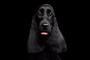 Close-up portrait of dog english cocker spaniel breed, shiny coat, huge eyes looking in camera on...