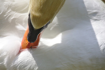 Schwan putzt sich die Federn