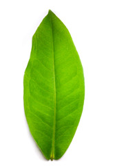 Fototapeta premium a leaf isolated