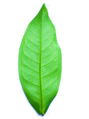 Obraz premium a leaf isolated