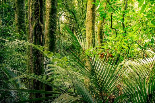 Jungle forest