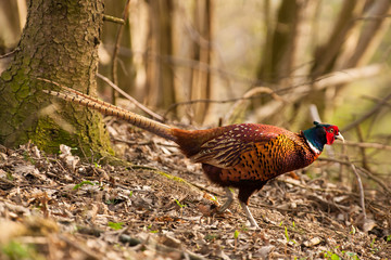Fasan auf einer Waldlichtung