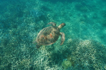 Green sea turtle Chelonia mydas underwater over a coral reef, Pacific ocean, New Caledonia