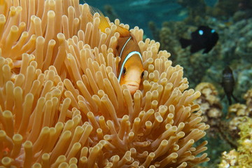 Tropical fish clownfish Amphiprion chrysopterus, orange-fin anemonefish, hidden in sea anemone...