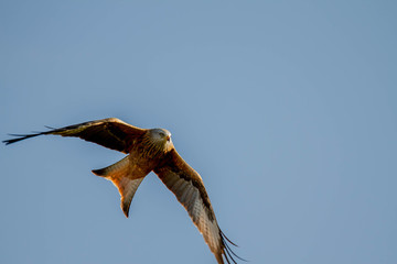 Red Kite, Bird of Prey, with a low level flight with a clean background